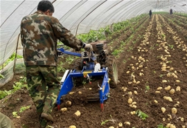 手扶型收获机案例